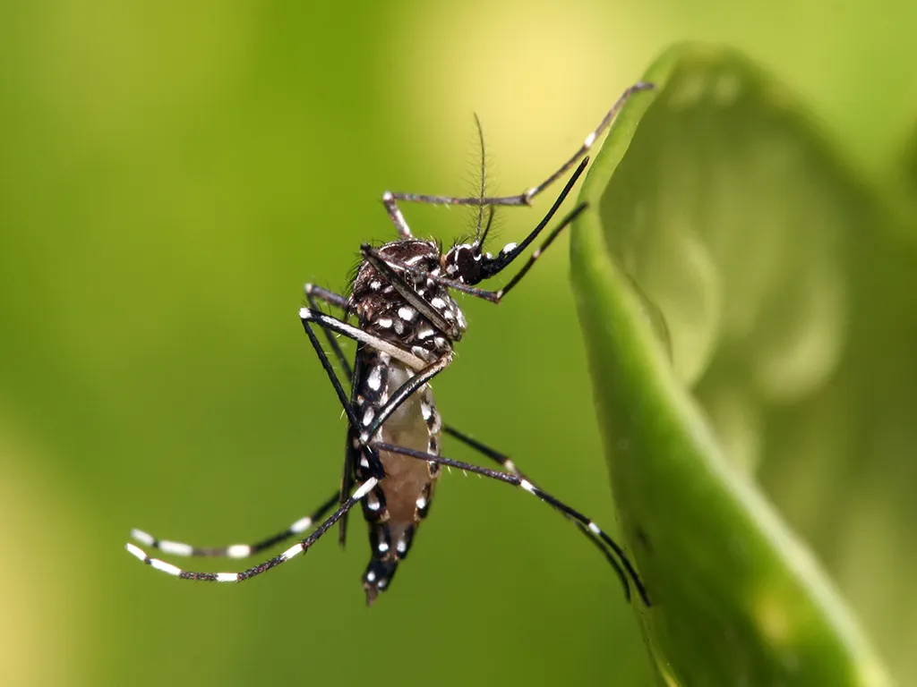 Dedetização de Mosquitos em Poá