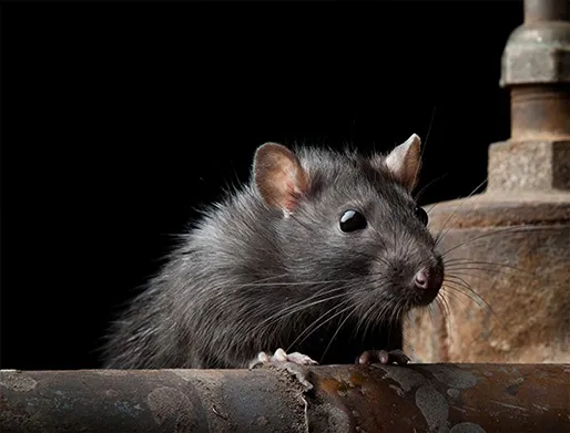 Dedetização de Ratos em Poá